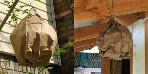 paper bag fake hornets nest|are paper wasp nests real.